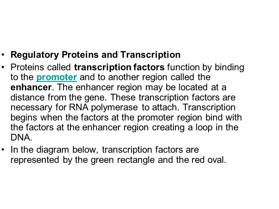 Regulatory Proteins and Transcription Proteins called transcription factors function by binding to the promoter and to another region called the enhancer.