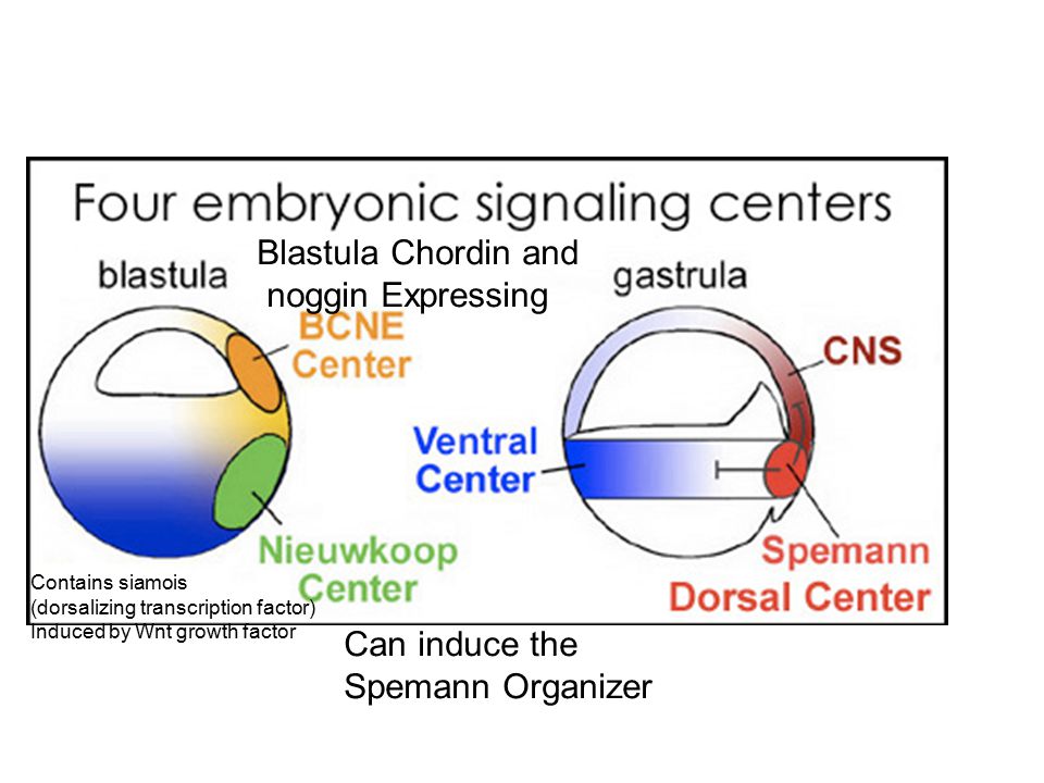 Blastula Chordin and noggin Expressing Contains siamois (dorsalizing transcription factor) Induced by Wnt growth factor Can induce the Spemann Organizer