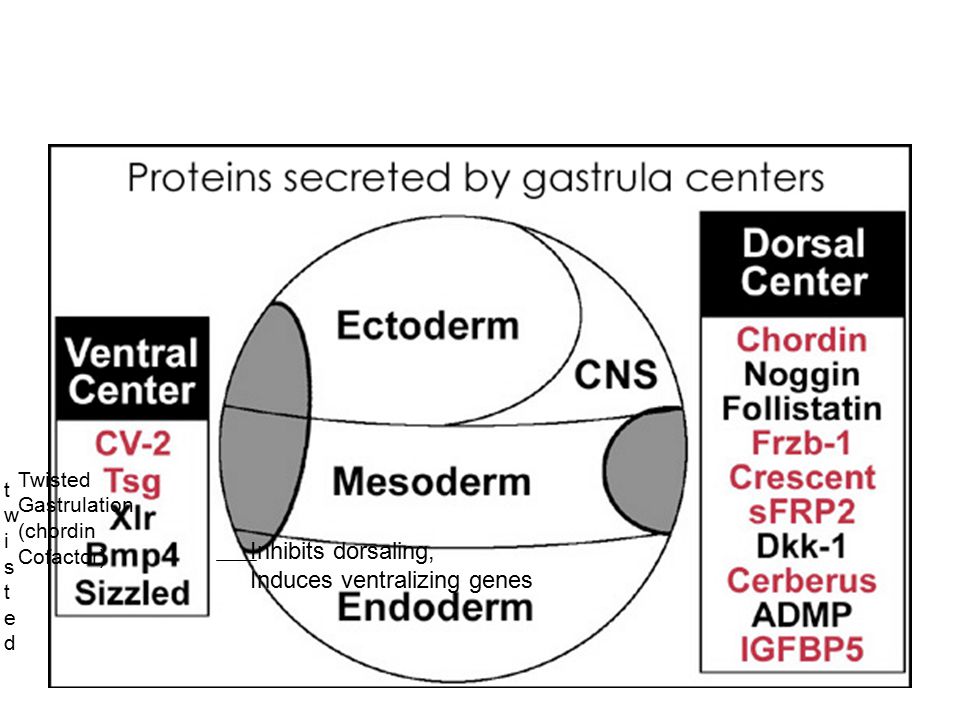 Inhibits dorsaling, Induces ventralizing genes twistedtwisted Twisted Gastrulation (chordin Cofactor)