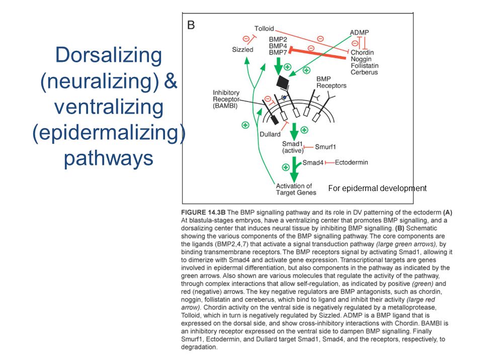 For epidermal development Dorsalizing (neuralizing) & ventralizing (epidermalizing) pathways