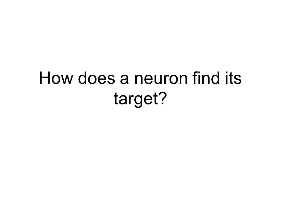 How does a neuron find its target
