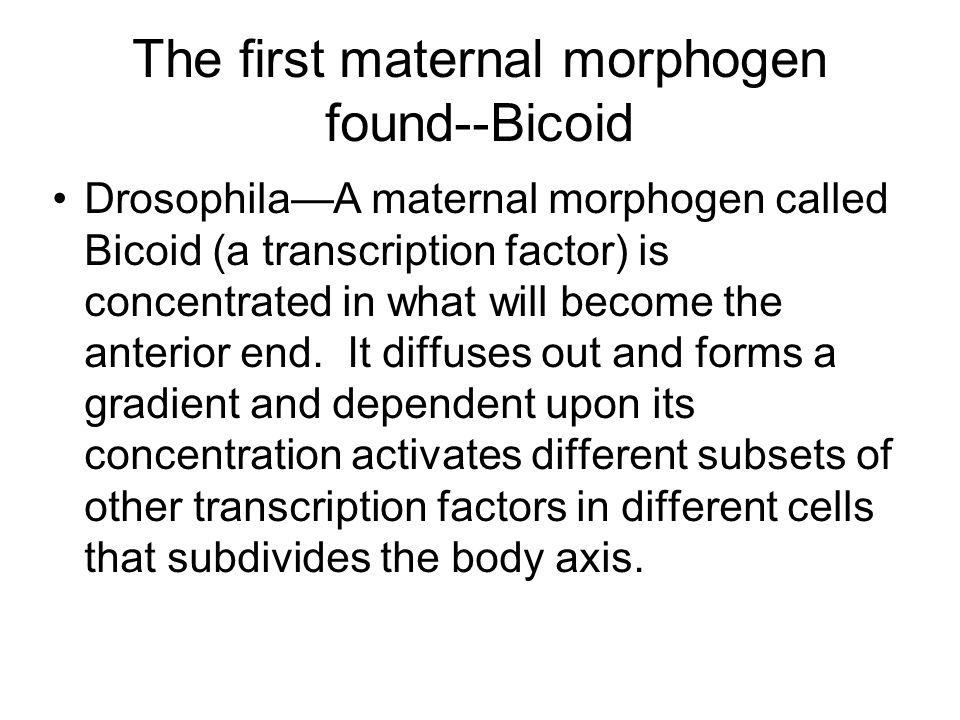 The first maternal morphogen found--Bicoid Drosophila—A maternal morphogen called Bicoid (a transcription factor) is concentrated in what will become the anterior end.