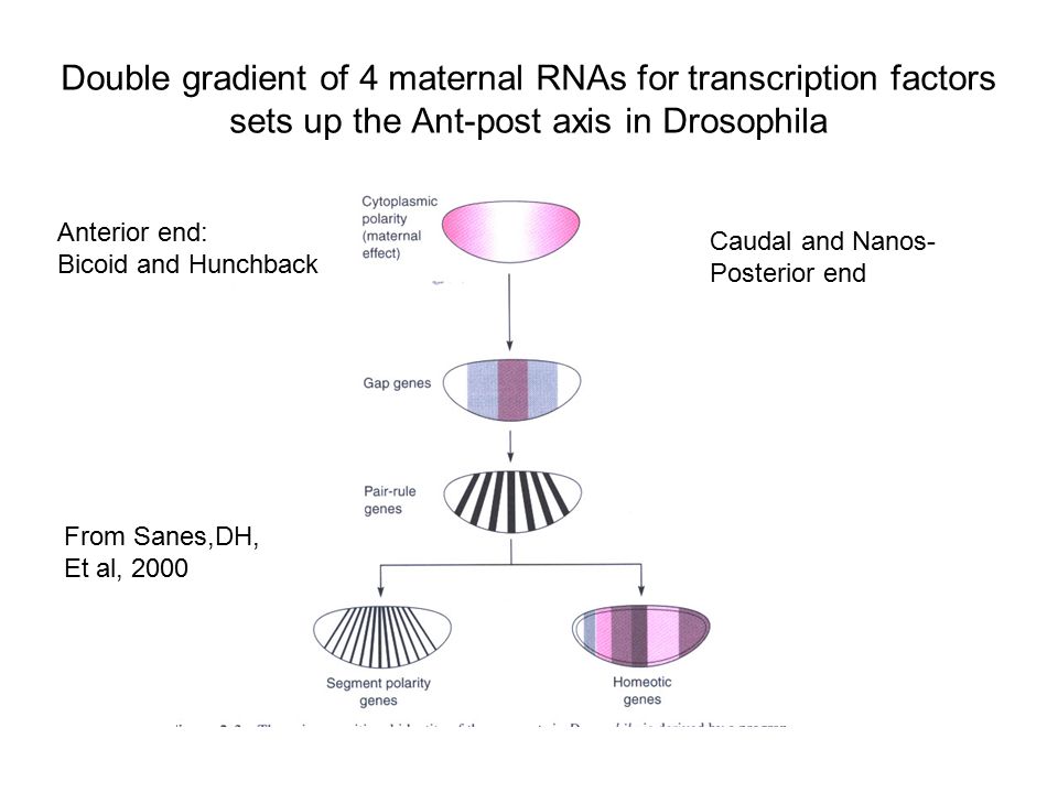 Double gradient of 4 maternal RNAs for transcription factors sets up the Ant-post axis in Drosophila Anterior end: Bicoid and Hunchback Caudal and Nanos- Posterior end From Sanes,DH, Et al, 2000