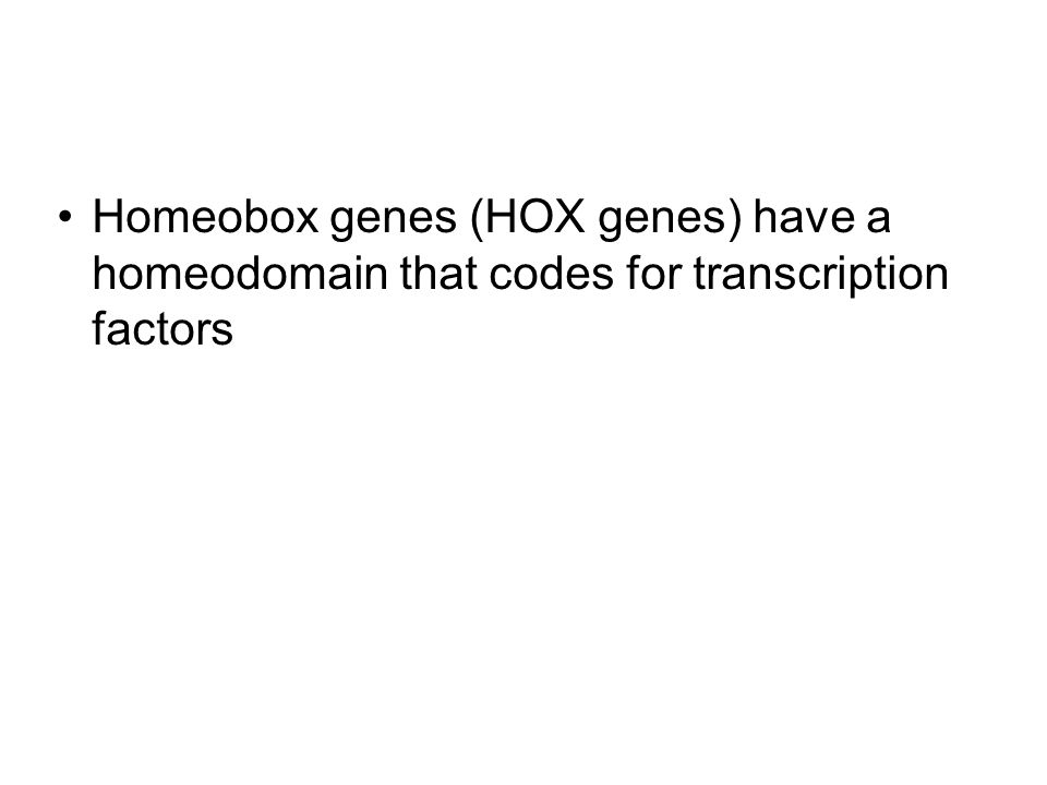 Homeobox genes (HOX genes) have a homeodomain that codes for transcription factors