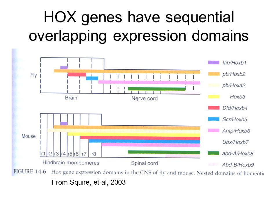 HOX genes have sequential overlapping expression domains From Squire, et al, 2003