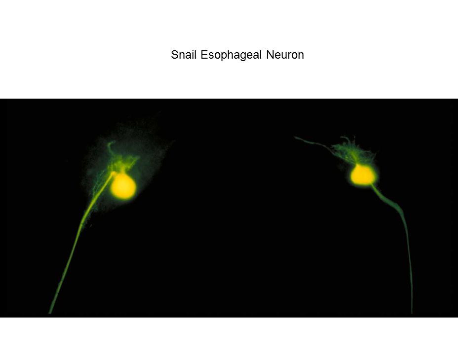 Snail Esophageal Neuron