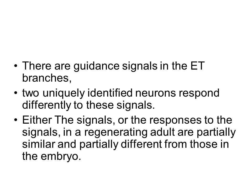 There are guidance signals in the ET branches, two uniquely identified neurons respond differently to these signals.