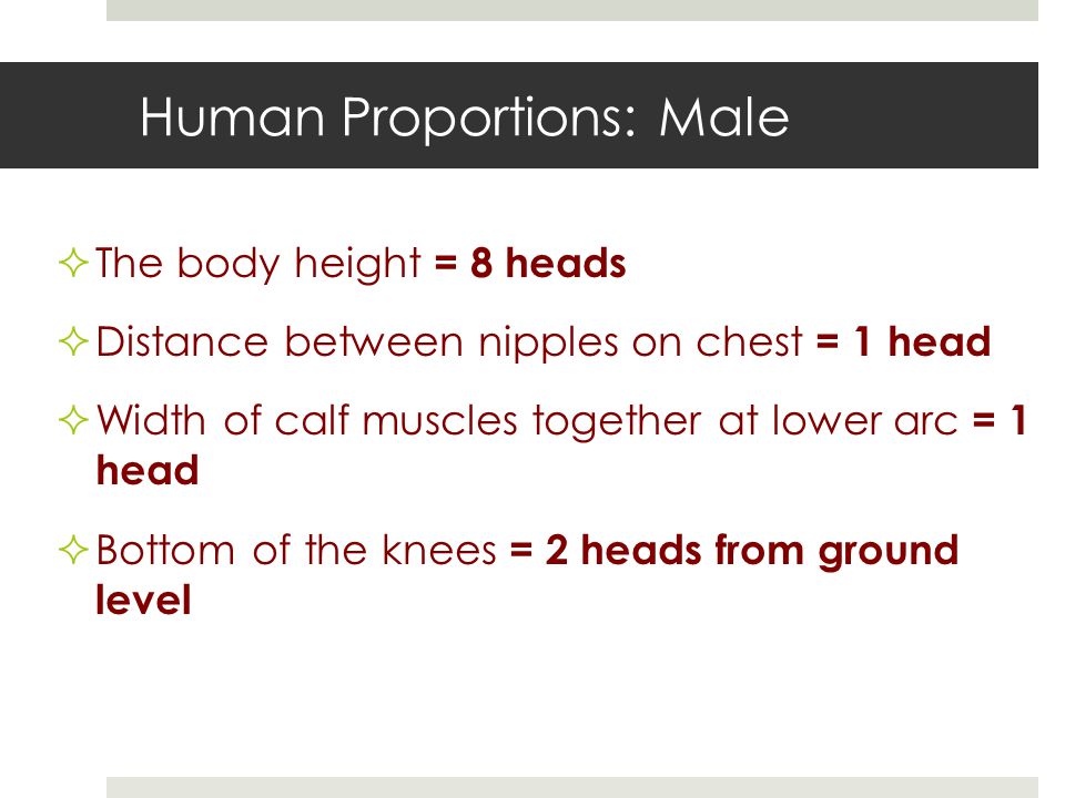 Human Proportions: Male  The body height = 8 heads  Distance between nipples on chest = 1 head  Width of calf muscles together at lower arc = 1 head  Bottom of the knees = 2 heads from ground level