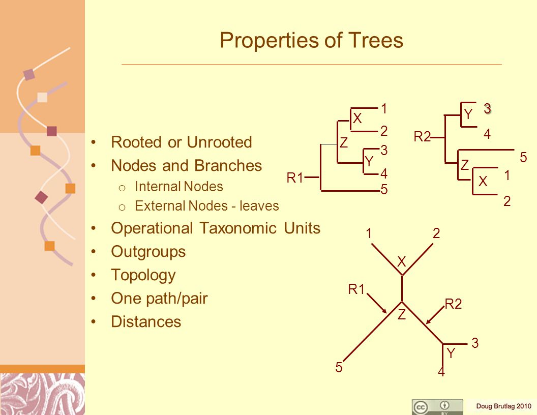Properties of Trees Rooted or Unrooted Nodes and Branches o Internal Nodes o External Nodes - leaves Operational Taxonomic Units Outgroups Topology One path/pair Distances X Y Z R X3 4 5 Z Y R2 21 X Z R1 R Y
