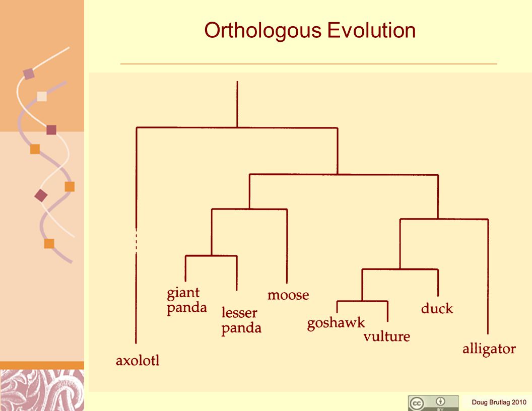 Orthologous Evolution