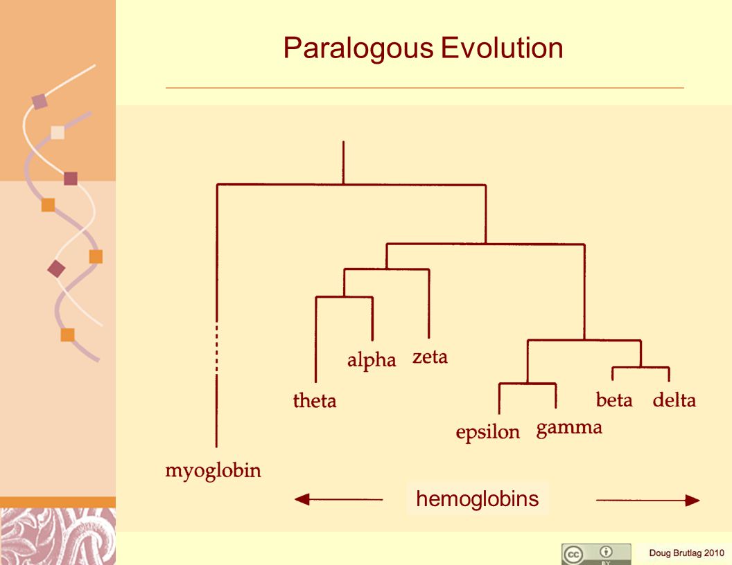 Paralogous Evolution hemoglobins