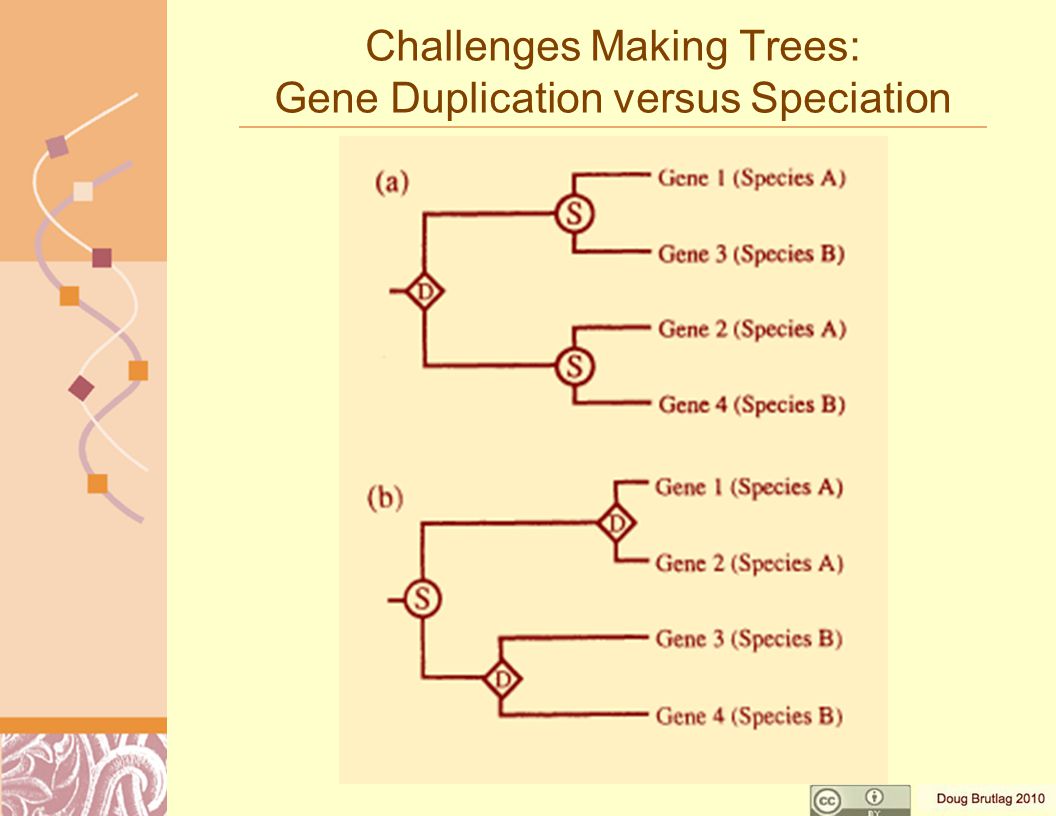 Challenges Making Trees: Gene Duplication versus Speciation