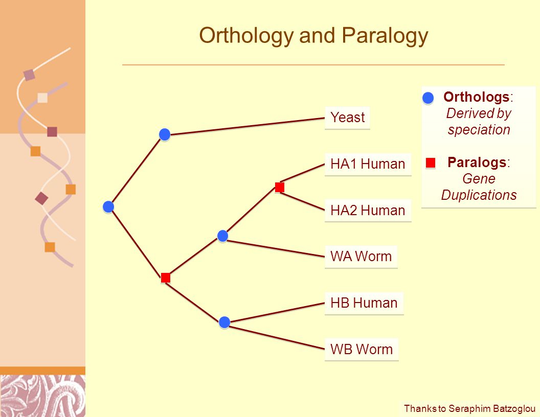 Orthology and Paralogy HB Human WB Worm HA1 Human HA2 Human Yeast WA Worm Thanks to Seraphim Batzoglou Orthologs: Derived by speciation Paralogs: Gene Duplications Orthologs: Derived by speciation Paralogs: Gene Duplications