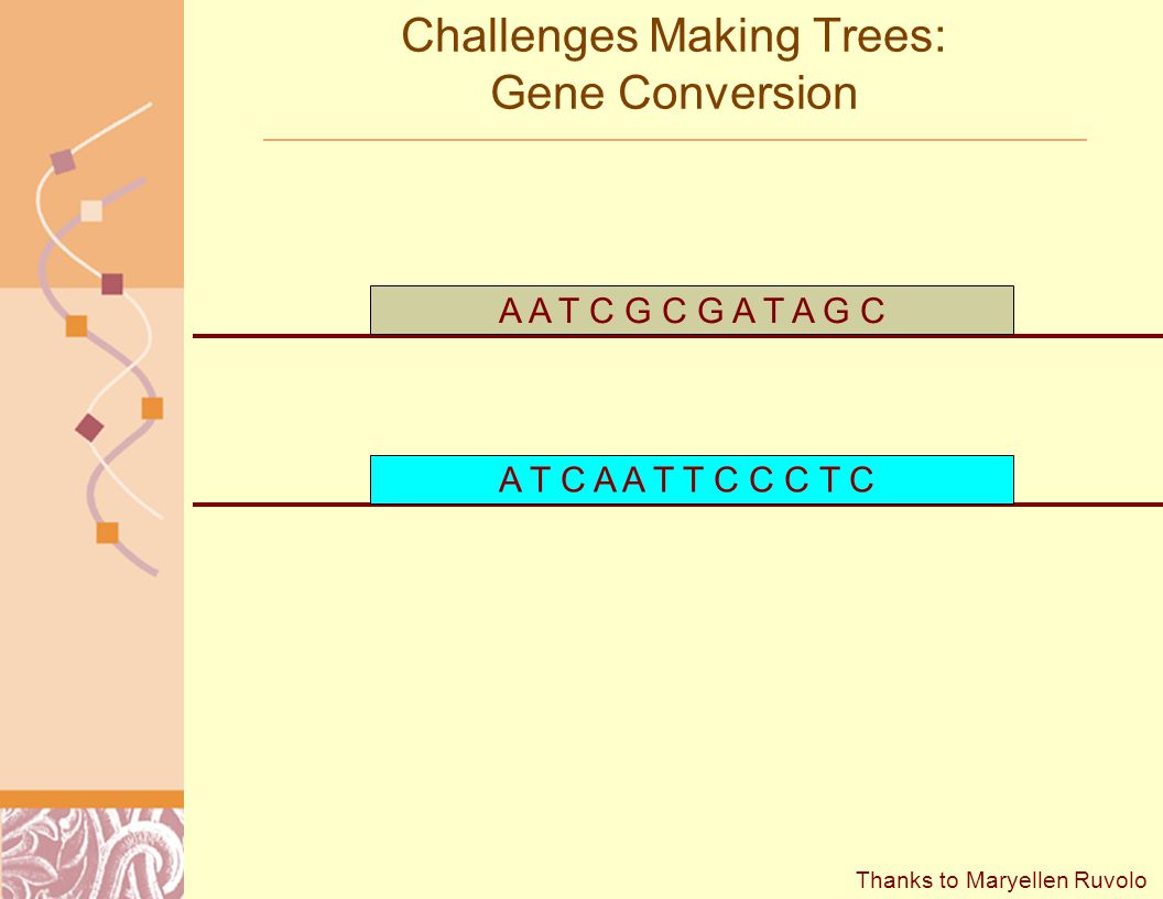 Challenges Making Trees: Gene Conversion A A T C G C G A T A G C A T C A A T T C C C T C Thanks to Maryellen Ruvolo