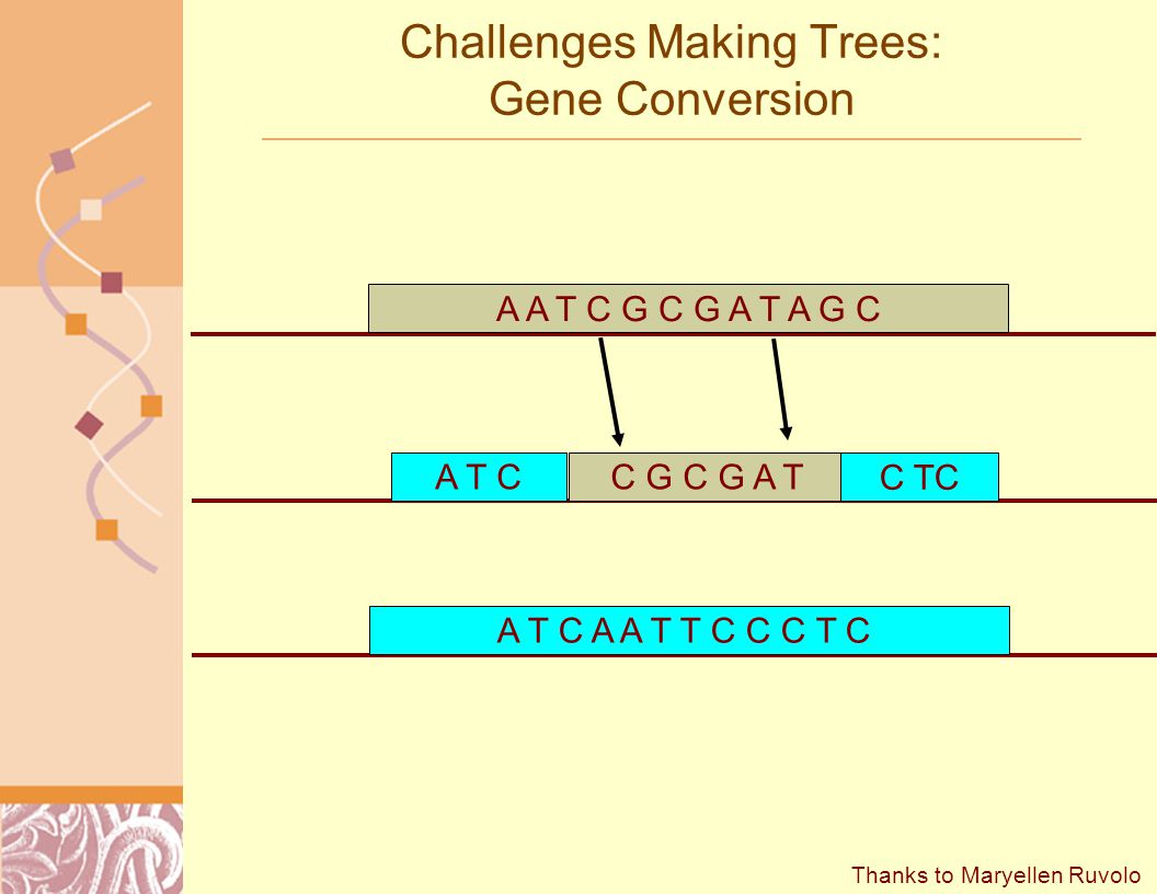 A A T C G C G A T A G C A T CC G C G A T C TC A T C A A T T C C C T C Challenges Making Trees: Gene Conversion Thanks to Maryellen Ruvolo