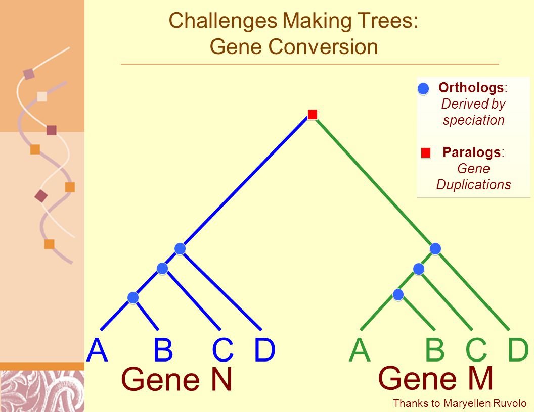 A B C D Gene N Challenges Making Trees: Gene Conversion Gene M Thanks to Maryellen Ruvolo Orthologs: Derived by speciation Paralogs: Gene Duplications Orthologs: Derived by speciation Paralogs: Gene Duplications