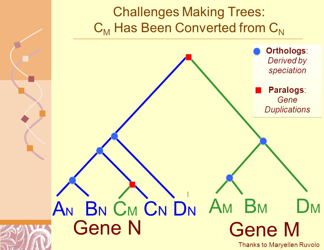A N B N C M C N D N A M B M D M Challenges Making Trees: C M Has Been Converted from C N Thanks to Maryellen Ruvolo Orthologs: Derived by speciation Paralogs: Gene Duplications Orthologs: Derived by speciation Paralogs: Gene Duplications Gene N Gene M