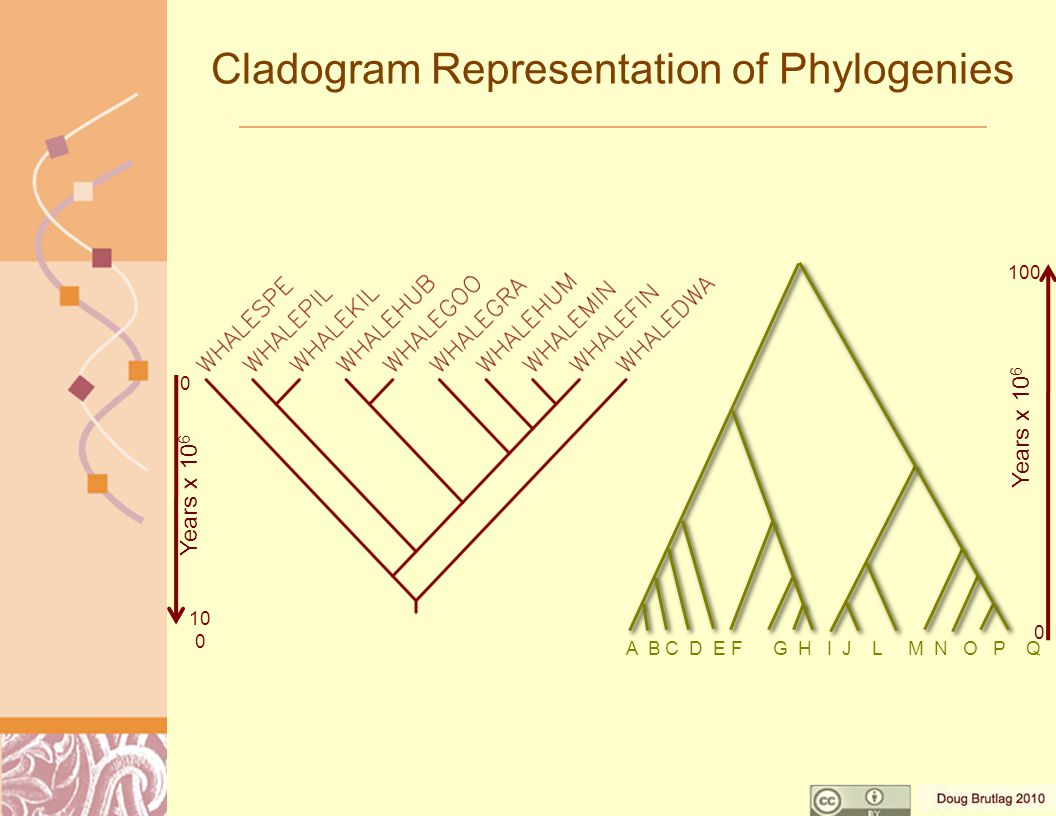 Cladogram Representation of Phylogenies A B C D E F G H I J L M N O P Q Years x Years x