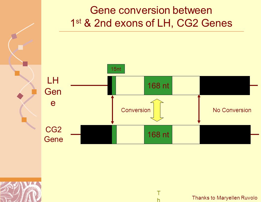 Gene conversion between 1 st & 2nd exons of LH, CG2 Genes LH Gen e CG2 Gene 168 nt 15nt No ConversionConversion ThankThank Thanks to Maryellen Ruvolo