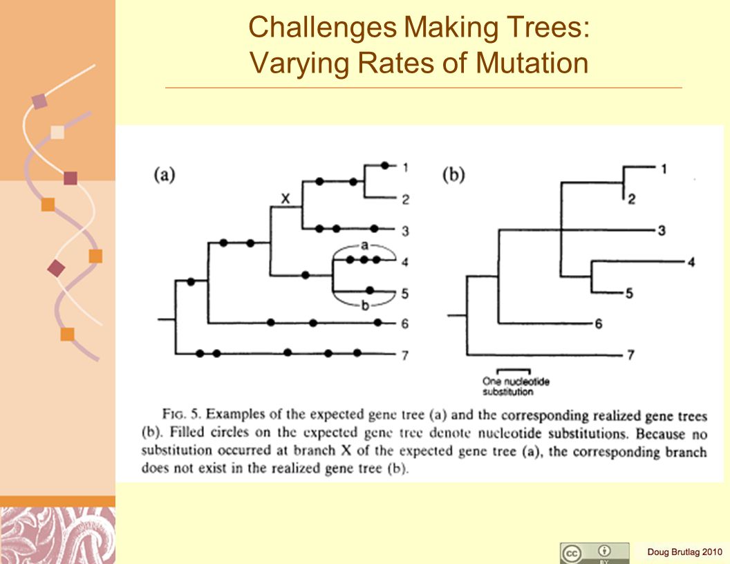 Challenges Making Trees: Varying Rates of Mutation