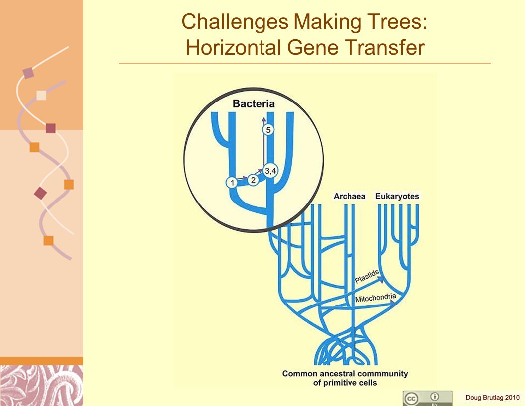 Challenges Making Trees: Horizontal Gene Transfer