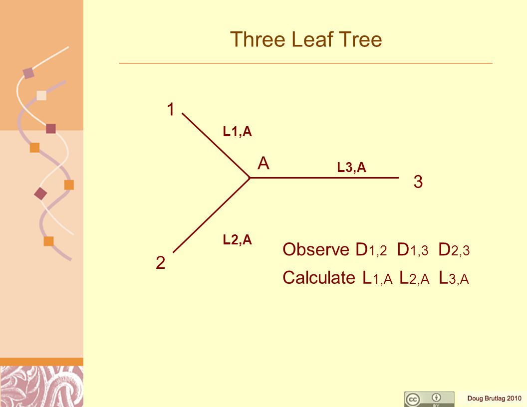 Three Leaf Tree Observe D 1,2 D 1,3 D 2,3 Calculate L 1,A L 2,A L 3,A A L1,A L2,A L3,A