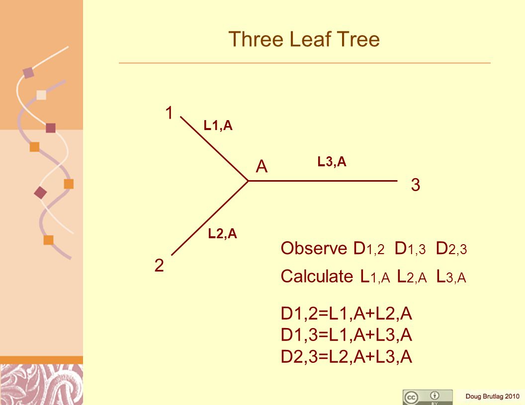 Three Leaf Tree Observe D 1,2 D 1,3 D 2,3 Calculate L 1,A L 2,A L 3,A D1,2=L1,A+L2,A D1,3=L1,A+L3,A D2,3=L2,A+L3,A A L1,A L2,A L3,A