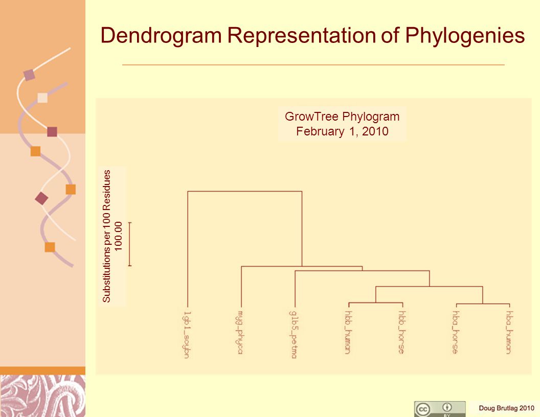 Dendrogram Representation of Phylogenies Substitutions per 100 Residues GrowTree Phylogram February 1, 2010