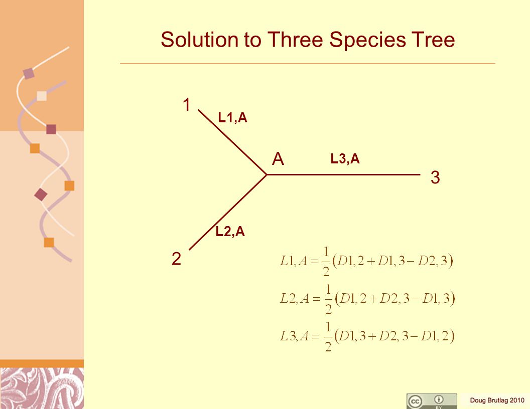 Solution to Three Species Tree A L1,A L2,A L3,A