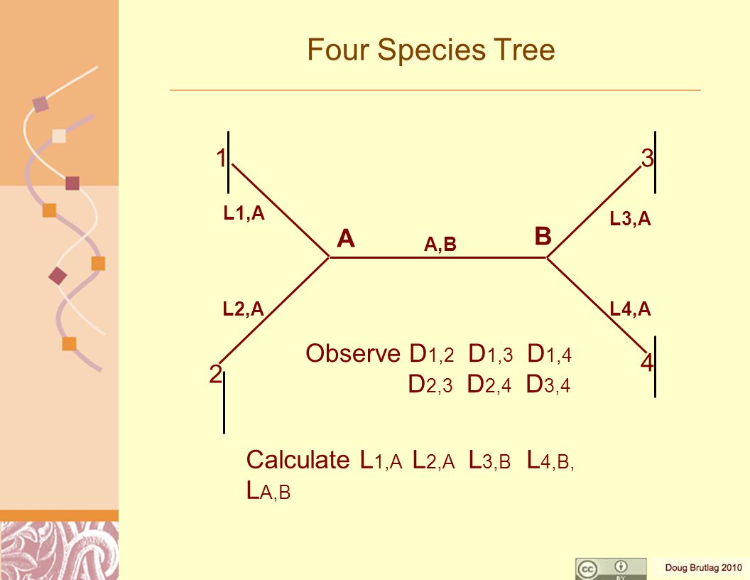 Four Species Tree Calculate L 1,A L 2,A L 3,B L 4,B, L A,B Observe D 1,2 D 1,3 D 1,4 D 2,3 D 2,4 D 3, L1,A L2,A A,B L3,A L4,A A B