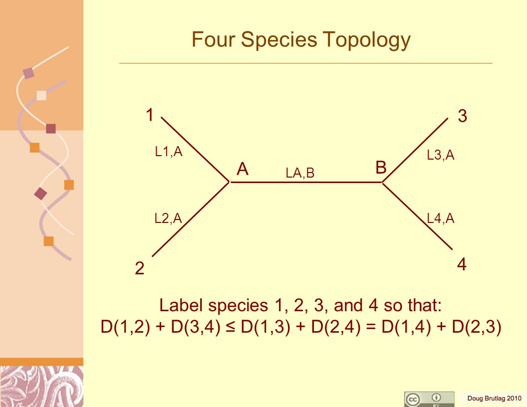 Four Species Topology Label species 1, 2, 3, and 4 so that: D(1,2) + D(3,4) ≤ D(1,3) + D(2,4) = D(1,4) + D(2,3) A 4 B L1,A L2,A LA,B L3,A L4,A
