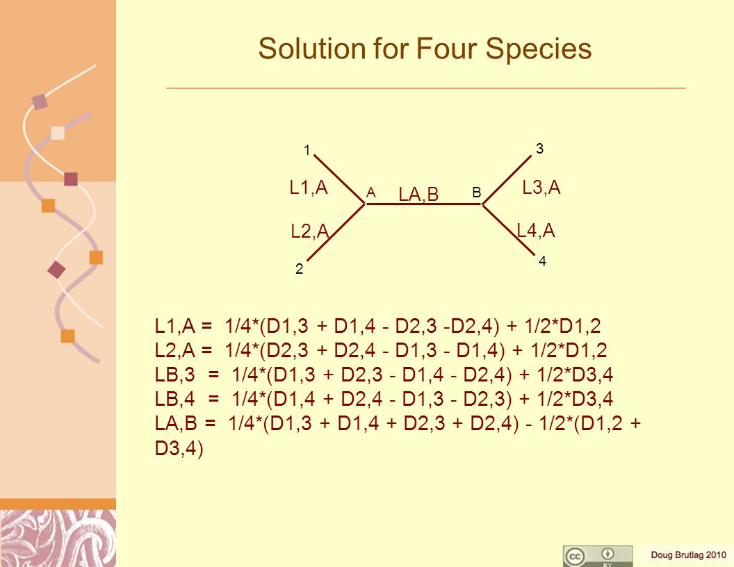 Solution for Four Species L1,A = 1/4*(D1,3 + D1,4 - D2,3 -D2,4) + 1/2*D1,2 L2,A = 1/4*(D2,3 + D2,4 - D1,3 - D1,4) + 1/2*D1,2 LB,3 = 1/4*(D1,3 + D2,3 - D1,4 - D2,4) + 1/2*D3,4 LB,4 = 1/4*(D1,4 + D2,4 - D1,3 - D2,3) + 1/2*D3,4 LA,B = 1/4*(D1,3 + D1,4 + D2,3 + D2,4) - 1/2*(D1,2 + D3,4) A 4 B L1,A L2,A LA,B L3,A L4,A