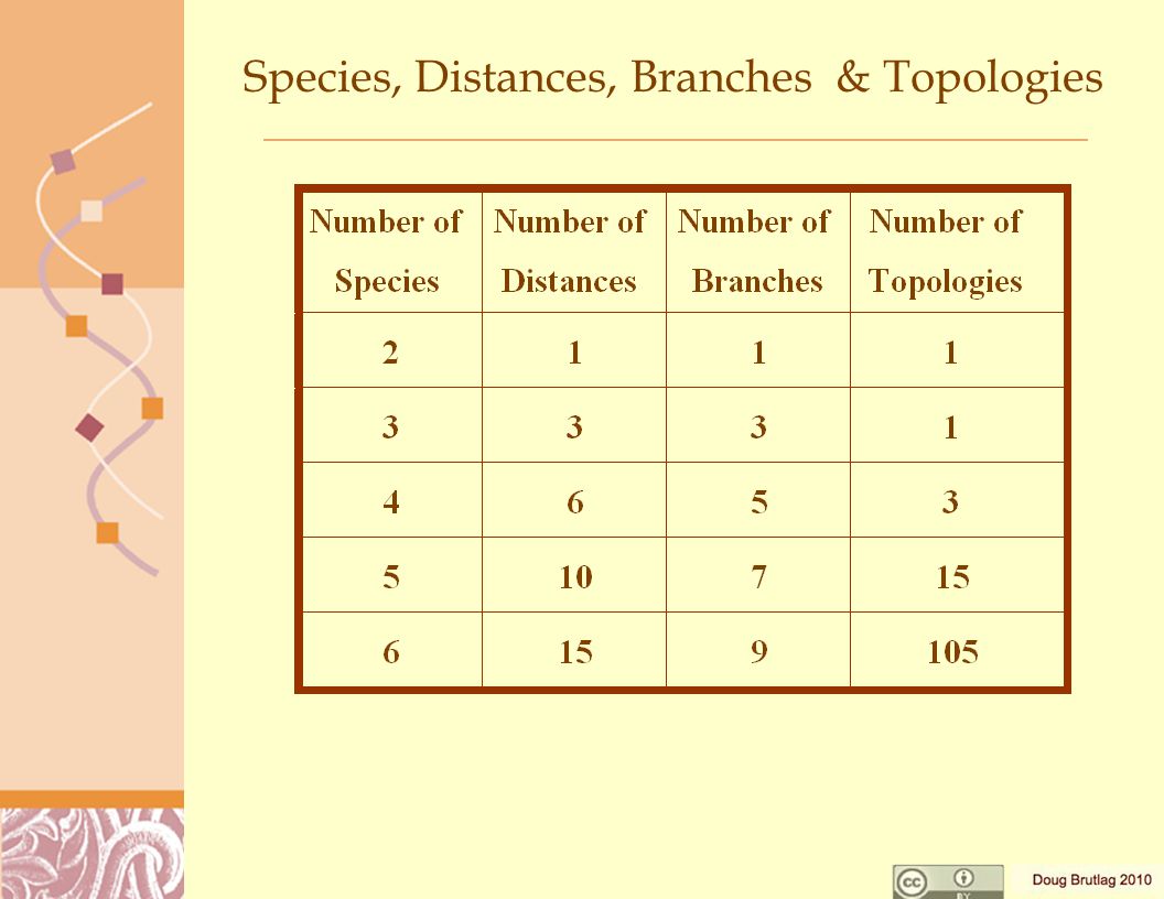 Species, Distances, Branches & Topologies