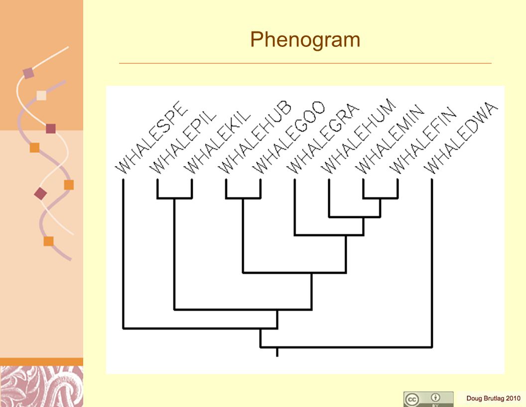 Phenogram