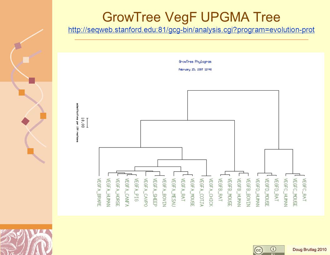 GrowTree VegF UPGMA Tree   program=evolution-prot   program=evolution-prot