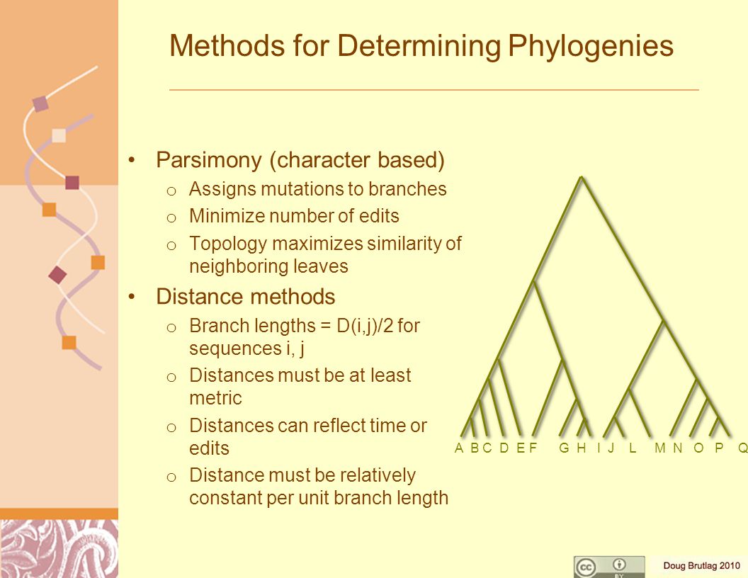 Methods for Determining Phylogenies Parsimony (character based) o Assigns mutations to branches o Minimize number of edits o Topology maximizes similarity of neighboring leaves Distance methods o Branch lengths = D(i,j)/2 for sequences i, j o Distances must be at least metric o Distances can reflect time or edits o Distance must be relatively constant per unit branch length A B C D E F G H I J L M N O P Q