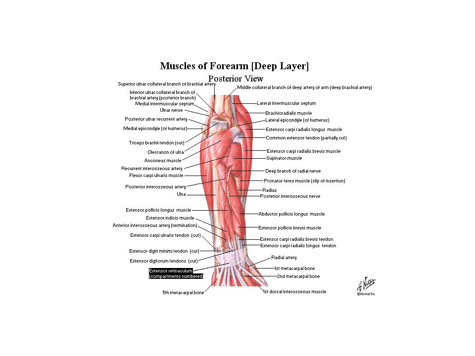 Antebrachium Extensors Ppt Video Online Download