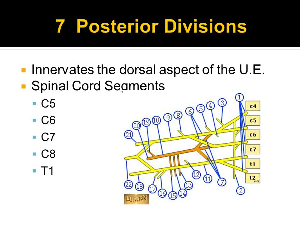  Innervates the dorsal aspect of the U.E.  Spinal Cord Segments  C5  C6  C7  C8  T1