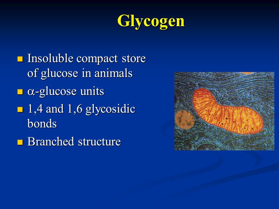 Glycogen Insoluble compact store of glucose in animals Insoluble compact store of glucose in animals  -glucose units  -glucose units 1,4 and 1,6 glycosidic bonds 1,4 and 1,6 glycosidic bonds Branched structure Branched structure