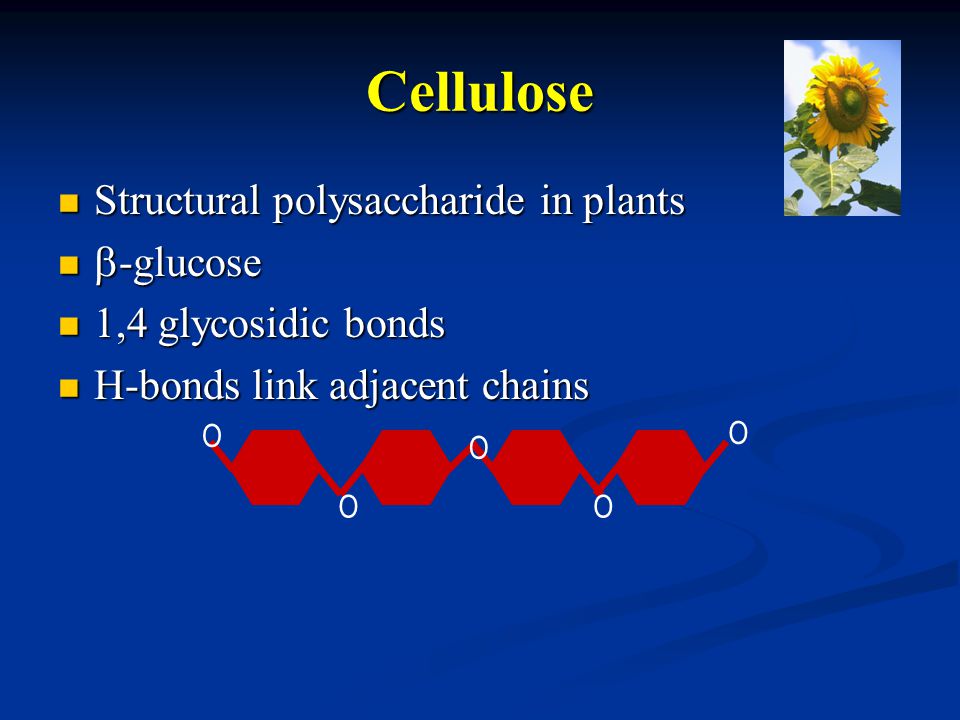 Cellulose Structural polysaccharide in plants Structural polysaccharide in plants  -glucose  -glucose 1,4 glycosidic bonds 1,4 glycosidic bonds H-bonds link adjacent chains H-bonds link adjacent chains O O O O O