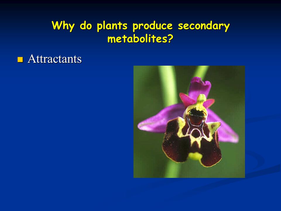 Why do plants produce secondary metabolites Attractants Attractants