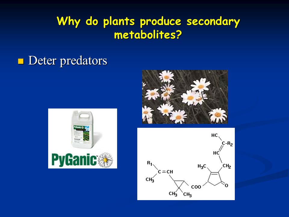 Why do plants produce secondary metabolites Deter predators Deter predators