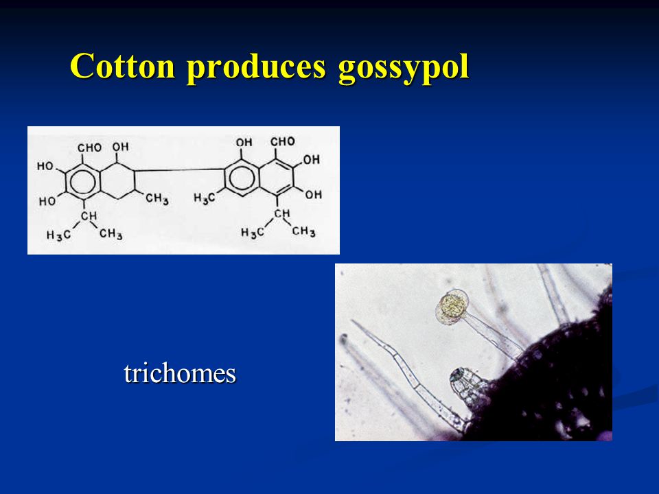 Cotton produces gossypol trichomes