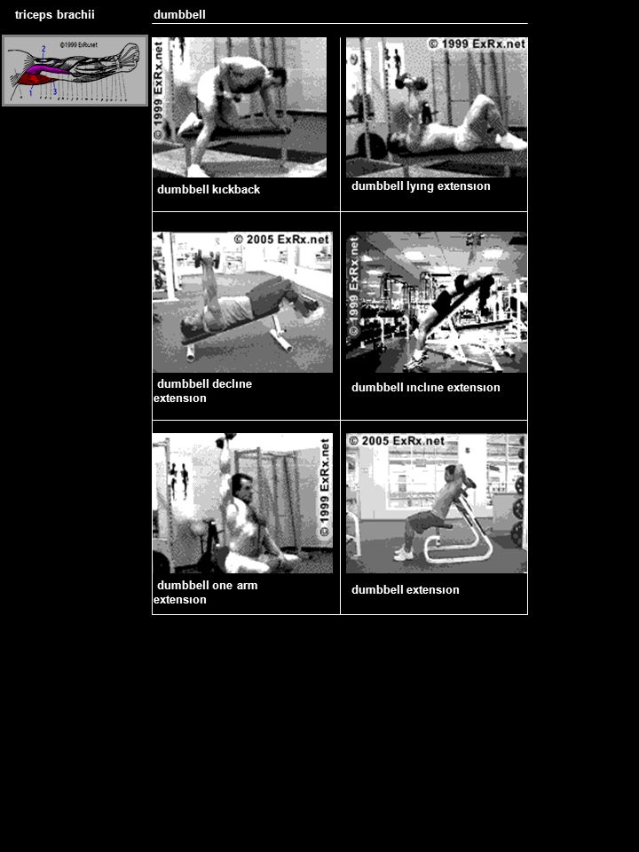 Triceps Brachii Ant Hakan Yilmaz Assistedtriceps Brachii Assisted