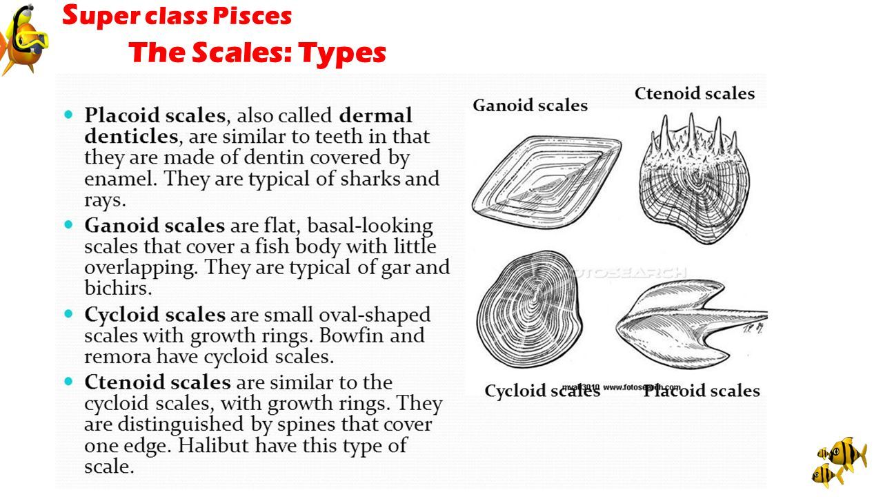 Scales in Pisces ppt download