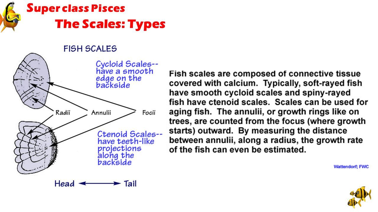 Scales in Pisces - ppt download