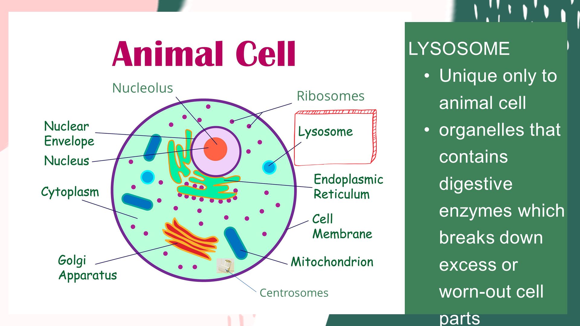 Cell Parts and Functions - ppt download