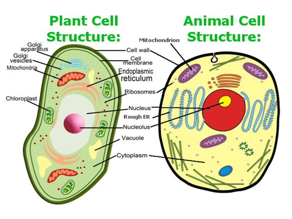 THE CELL - ppt download