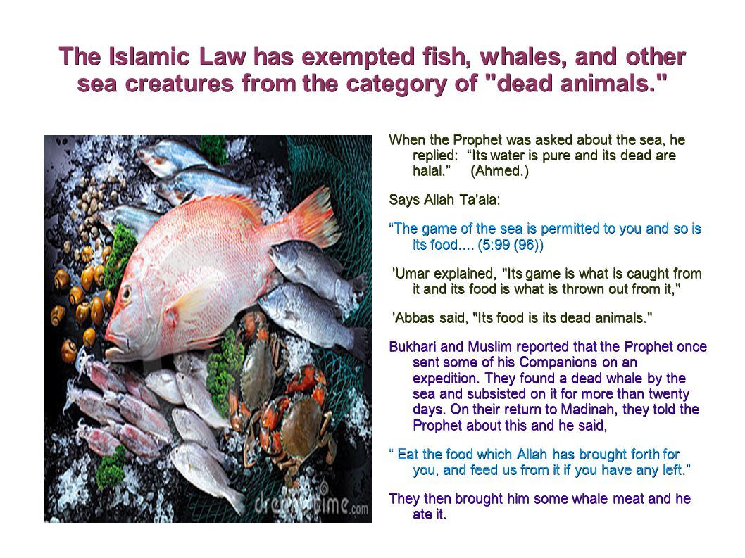 Lawful and Unlawful in Food and Drink Seafood, Skin and Terestrial Animals.  - ppt download