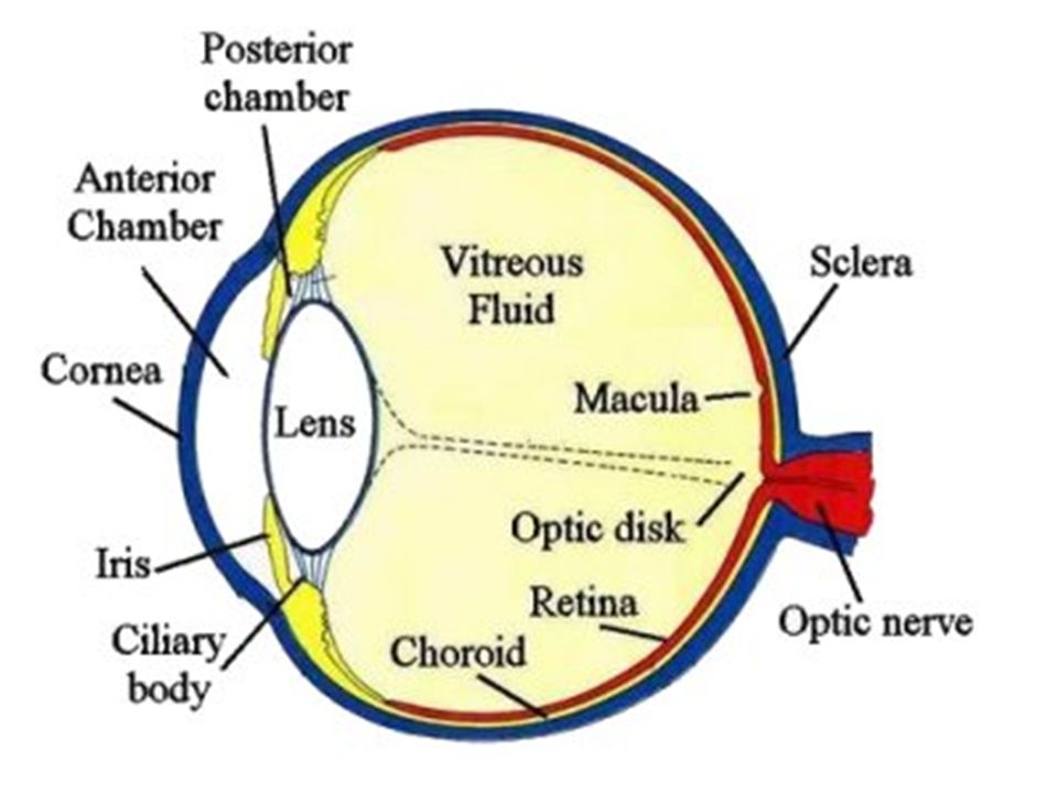 OCULAR PHARMACOLOGY. CLASSIFICATION Drugs used in the eye can be ...